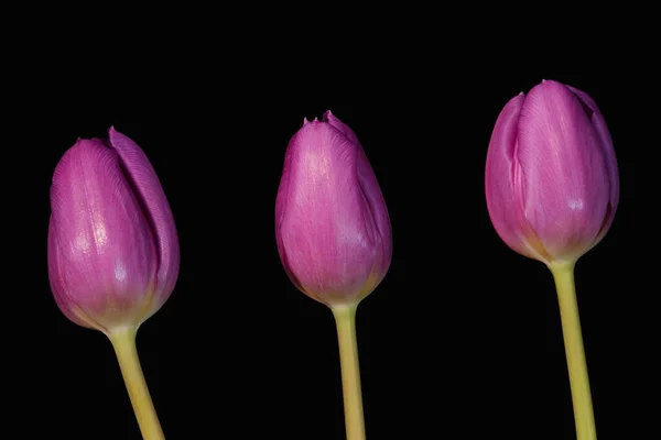 Três Flores Tulipa Violeta Roxa Isoladas Fundo Preto — Fotografia de Stock