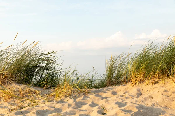 Eine Schöne Aufnahme Des Wilden Grases Das Auf Sanddünen Meer — Stockfoto
