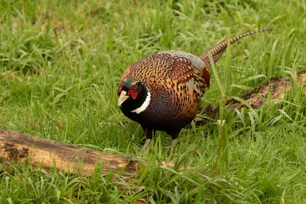 Close Male Ring Necked Pheasant Cock Walking Green Meadow — Foto de Stock