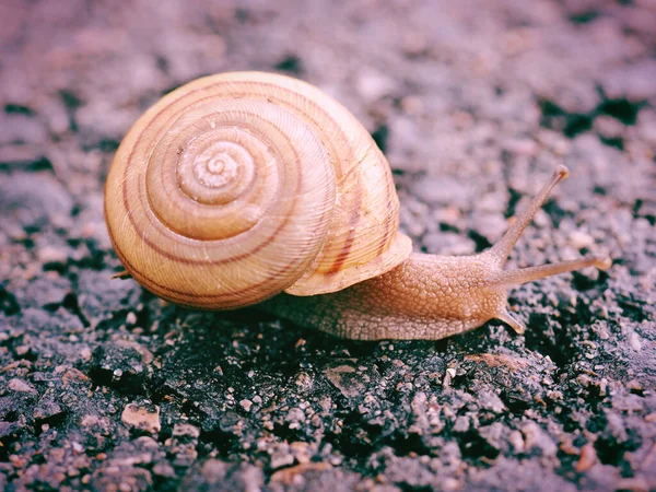 一只被隔离在地面上的葡萄蜗牛的特写 — 图库照片