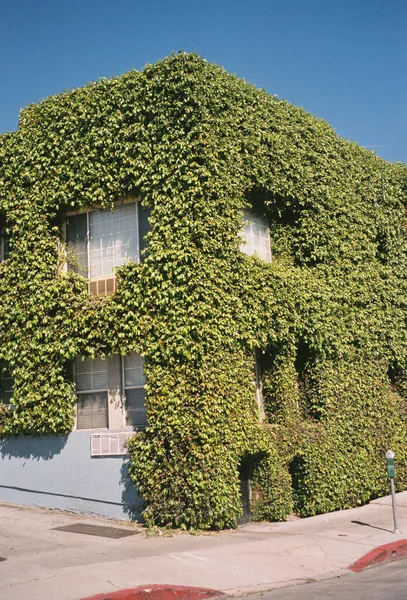 Будинок Вкритий Зеленню Лос Анджелесі Штат Каліфорнія Сша — стокове фото