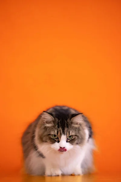 Vertical Shot Adorable Fluffy Cat Looking Camera Orange Wall Background — Stock Photo, Image