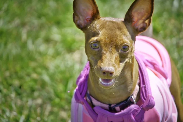 Egy Közeli Kép Egy Barna Nőstény Chihuahua Kutya Visel Rózsaszín — Stock Fotó