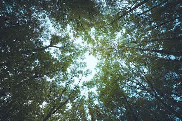 Вид Деревьев Достигающих Неба — стоковое фото