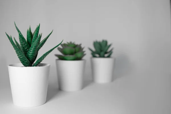 Selektiv Fokusbild Haworthia Växt Nära Saftiga Växter Vita Krukor — Stockfoto