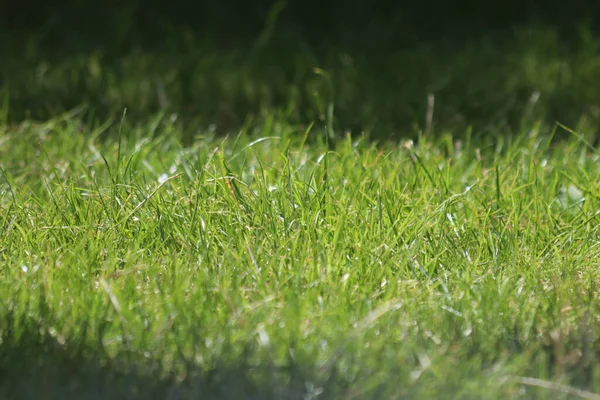 日光の下で緑の芝生の閉鎖 — ストック写真