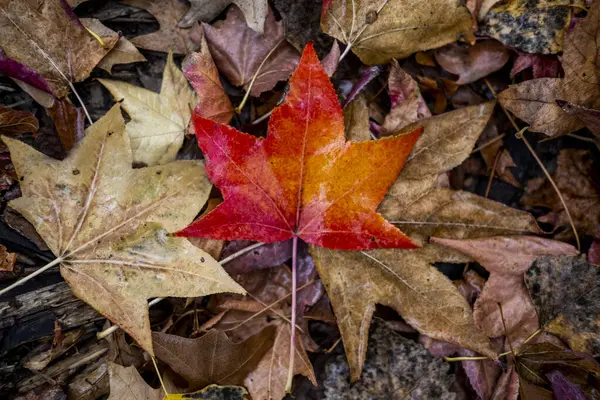 Una Vista Superior Una Hoja Roja Otoño Suelo Parque —  Fotos de Stock