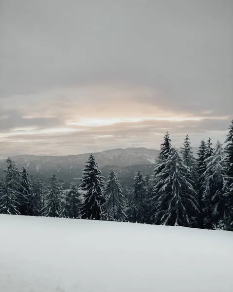 Bir Kış Günü Çam Ağaçlarının Dikey Görüntüsü — Stok fotoğraf