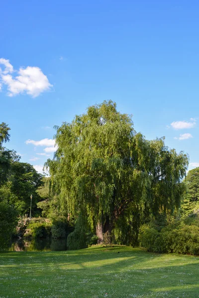Een Prachtig Shot Van Groene Bomen Grasland Het Park Parijs — Stockfoto