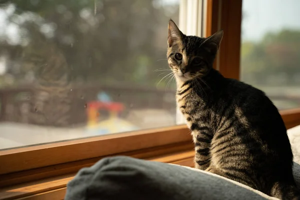 Closeup Shot European Cat Sitting Window — Stockfoto