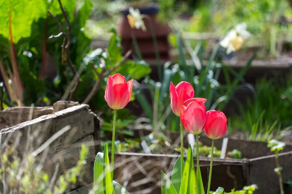 Diğer bitkilerle çevrili bir bahçede pembe lalelerin seçici odak noktası.