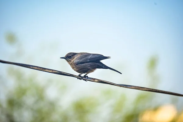 Shallow Focus Shot Bird Perched Wire — Stock Photo, Image