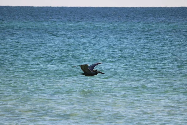 海水の上を飛ぶカモメのショット — ストック写真