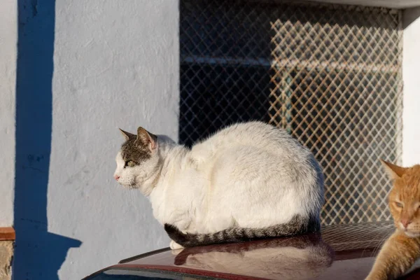 Gros Plan Chat Blanc Assis Sur Automobile — Photo