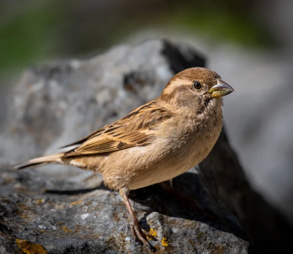Closeup Shot Common Sparrow Bird Perched Rock — Stock Photo, Image