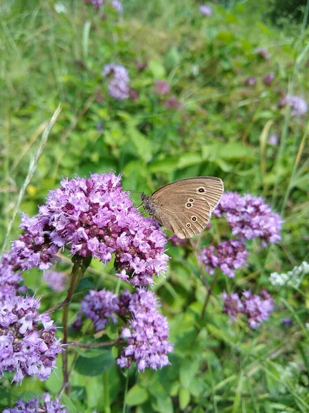 Een Verticaal Close Van Een Blauwe Morpho Vlinder Neergestreken Een — Stockfoto