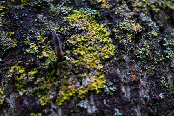 Primer Plano Una Superficie Textura Roca Musgosa — Foto de Stock