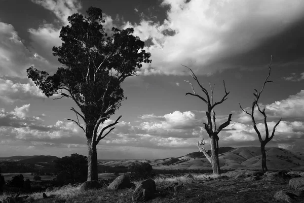 Сірий Пейзаж Дерев Полі Під Хмарним Небом — стокове фото