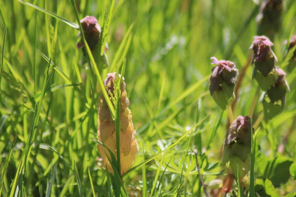 A closeup shot of the flowery meadow with tall grass in spring during a sunny morning