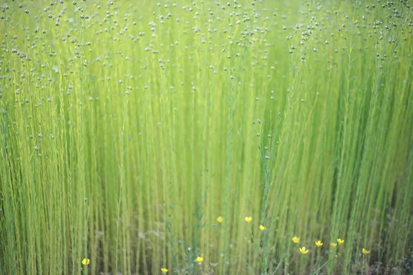 Belo Padrão Verde Grama Alta Vindo Chão — Fotografia de Stock