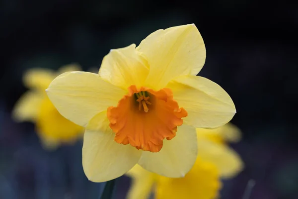 Une Macro Vue Une Fleur Narcisse Jaune Sur Fond Flou — Photo