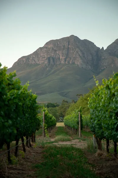 Güney Afrika Daki Stellenbosch Town Dağlara Mavi Gökyüzüne Karşı Şarap — Stok fotoğraf