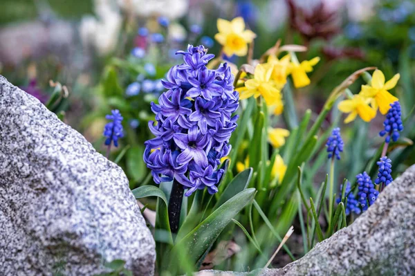 Een Lentebloem Rand Met Blauwe Paarse Hyacinten Gele Narcissen — Stockfoto