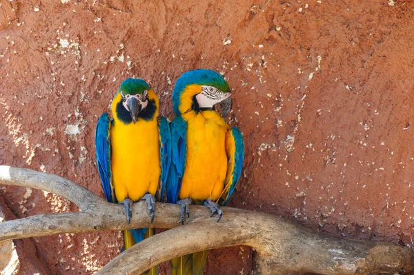 Bir Ağaç Dalında Duran Papağanların Yakın Plan Çekimi — Stok fotoğraf