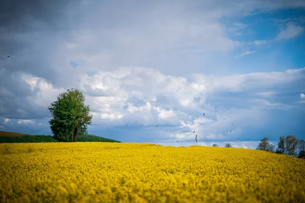 Een Enkele Boom Een Gele Koolzaad Veld Onder Een Bewolkte — Stockfoto