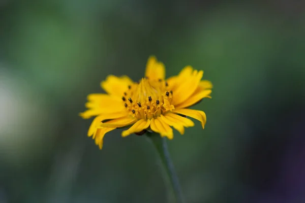 Eine Nahaufnahme Von Gelben Blumen Mit Tautropfen — Stockfoto