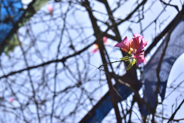Měkké Zaměření Růžové Bougainvillea Květiny Kvetoucí Zahradě Slunečného Dne — Stock fotografie