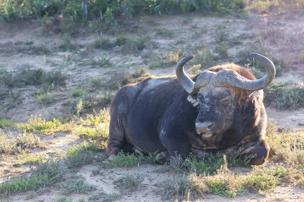 Nahaufnahme Eines Alten Büffels Safari — Stockfoto