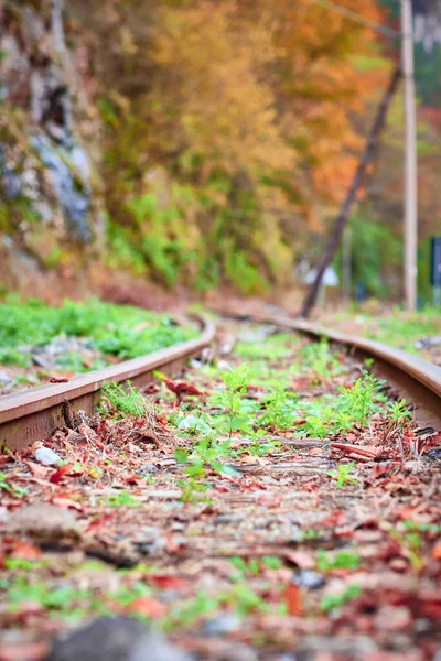 Eine Vertikale Aufnahme Einer Bunten Eisenbahn Die Mit Herbstblättern Bedeckt — Stockfoto
