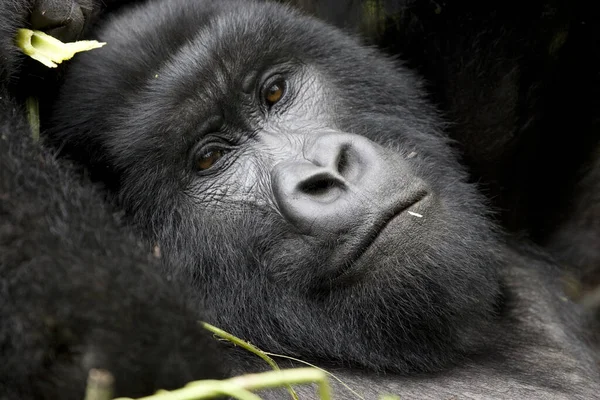 Goril Lisa Relaxing Her Nest Mist Virunga National Park Feast — Stock Photo, Image