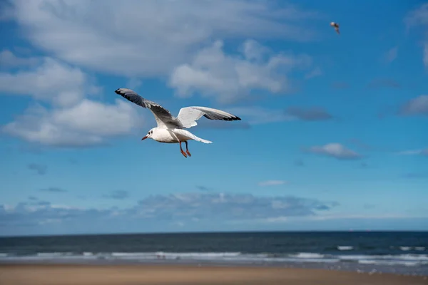 Tiro Ángulo Bajo Una Gaviota Blanca Volando Sobre Una Playa —  Fotos de Stock