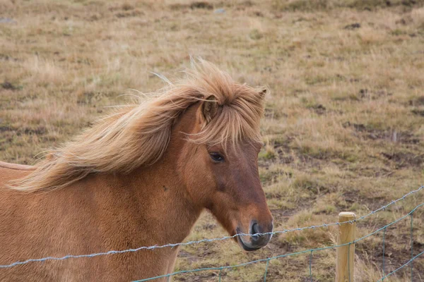 Cheval Islandais Brun Dans Plume — Photo