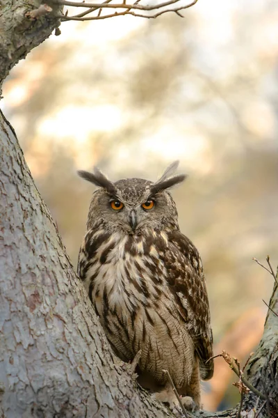 Vertical Closeup Shot Eurasian Eagle Owl Perched Tree Blurry Background — Stock Photo, Image