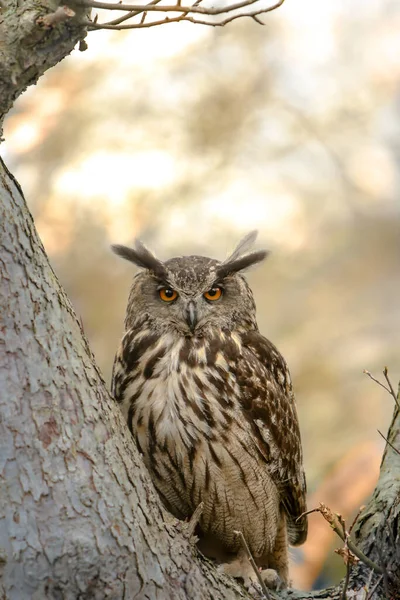 背景のぼんやりとした木の上に ユーラシアのワシのフクロウの垂直接近ショット — ストック写真