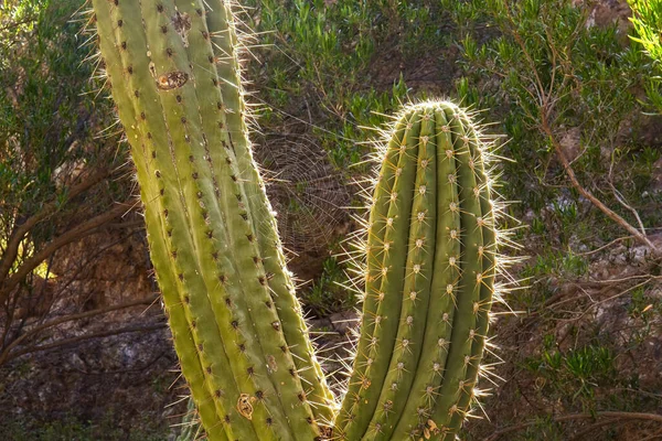 Egy Pókháló Húzódik Saguaro Kaktuszok Két Ága Között — Stock Fotó
