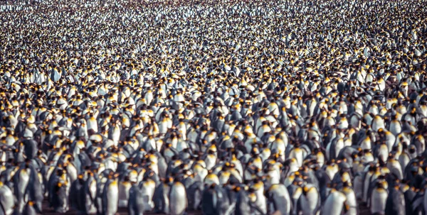 凯尔盖朗群岛上的一大群帝企鹅的鸟瞰图 — 图库照片