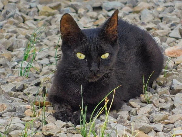 Eine Nahaufnahme Einer Gelbäugigen Schwarzen Katze — Stockfoto