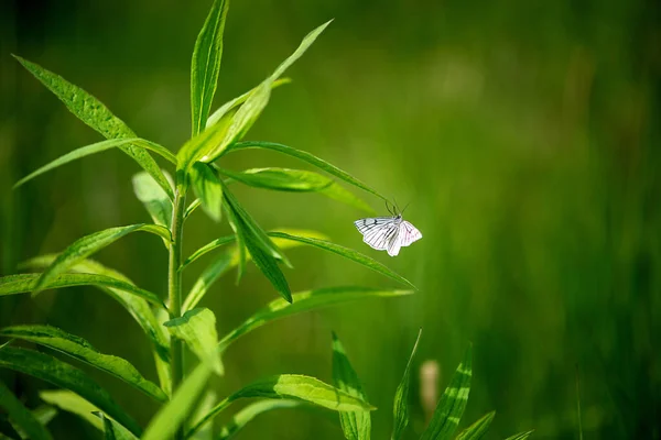 Крупный План Белой Бабочки Листе Зеленого Растения Изолированного Размытом Фоне — стоковое фото