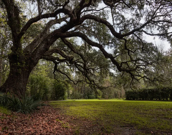 Beau Cliché Jardin Avec Énormes Arbres — Photo