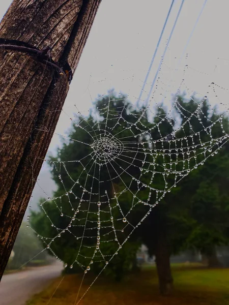 クモの巣とユーティリティポールに雨滴のクローズアップショット — ストック写真