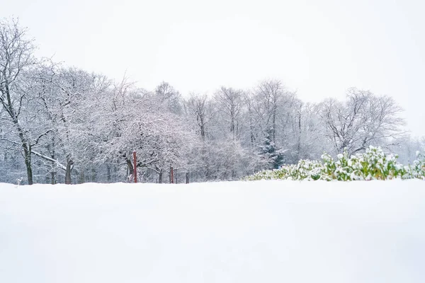 Kışın Yapraksız Ağaçlarla Kaplı Güzel Bir Orman — Stok fotoğraf