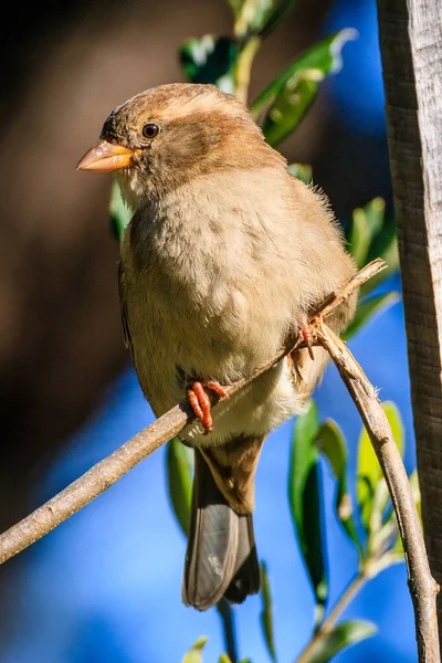 Closeup Portrait Cute Sparrow Sitting Branch Daylight — Stock Photo, Image