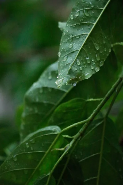 Zbliżenie Zielonych Liści Kroplami Wody Rozmazanym Tle — Zdjęcie stockowe