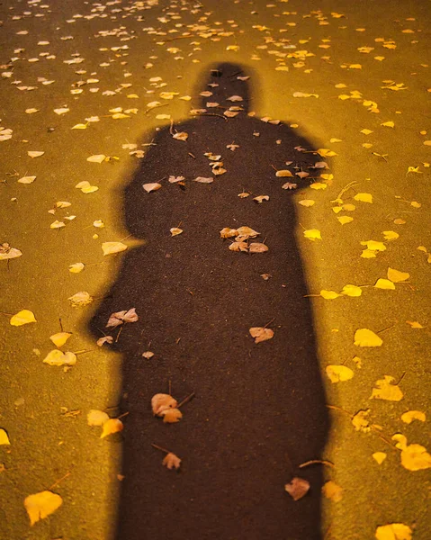 Вертикальный Снимок Тени Отбрасываемой Тротуаре Опавшими Листьями — стоковое фото