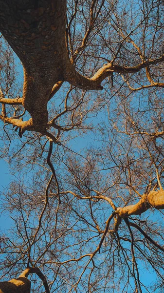 Вертикальний Дріб Безлистяних Дерев Заході Сонця — стокове фото