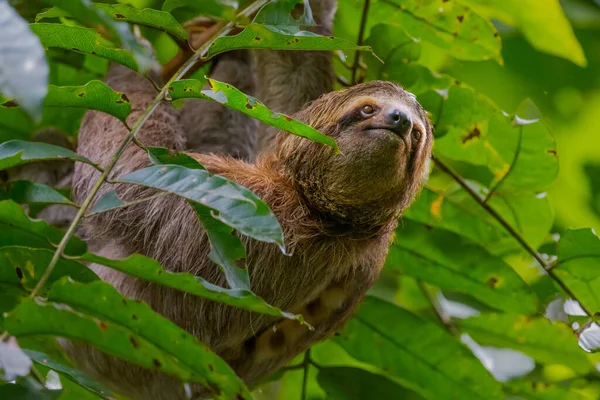 Egy Közeli Kép Egy Sloths Egy Fán Zöld Levelek Körül — Stock Fotó